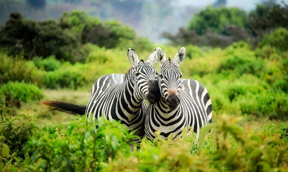 Advanced Tips for Optimizing Safari Performance Beyond Cache Clearing