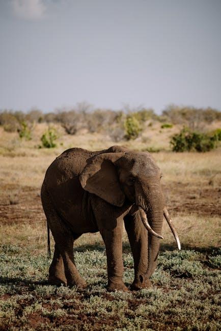 Understanding the Importance of Clearing Your Safari Cache for Enhanced Performance