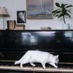 How to Create a Pet-Friendly Home
